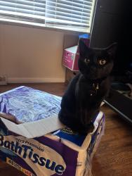 Lost Female Cat last seen S Knoxville way and W Yale ave, Denver, CO 80227