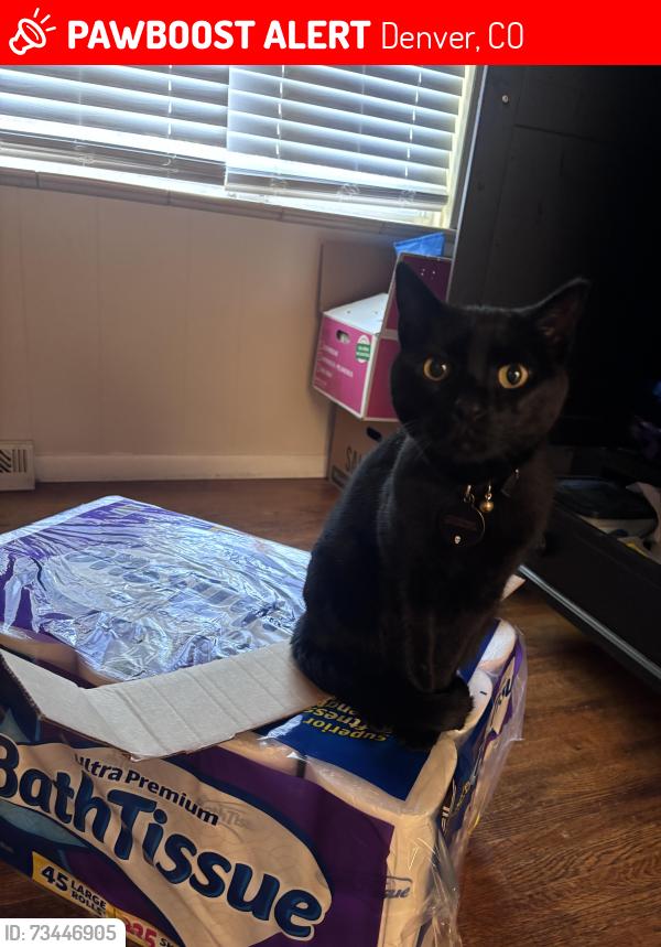 Lost Female Cat last seen S Knoxville way and W Yale ave, Denver, CO 80227