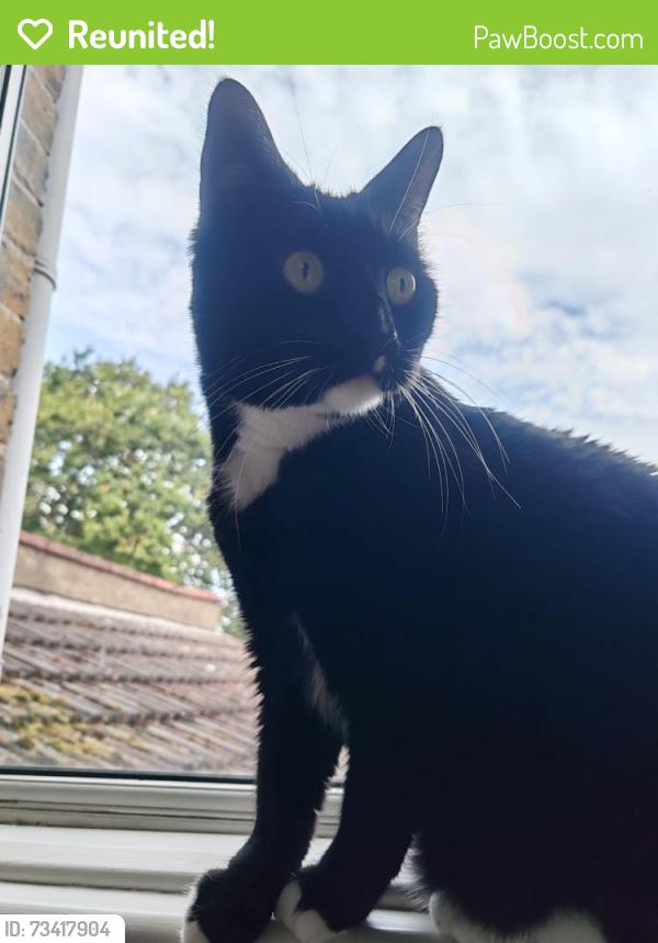 Reunited Male Cat last seen Branksome Road, Southend-on-Sea, England 