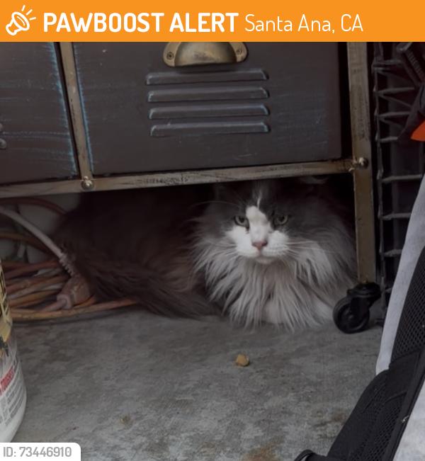 Found/Stray Unknown Cat last seen newhope and mcfadden, Santa Ana, CA 92704