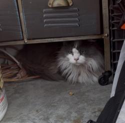 Found/Stray Unknown Cat last seen newhope and mcfadden, Santa Ana, CA 92704