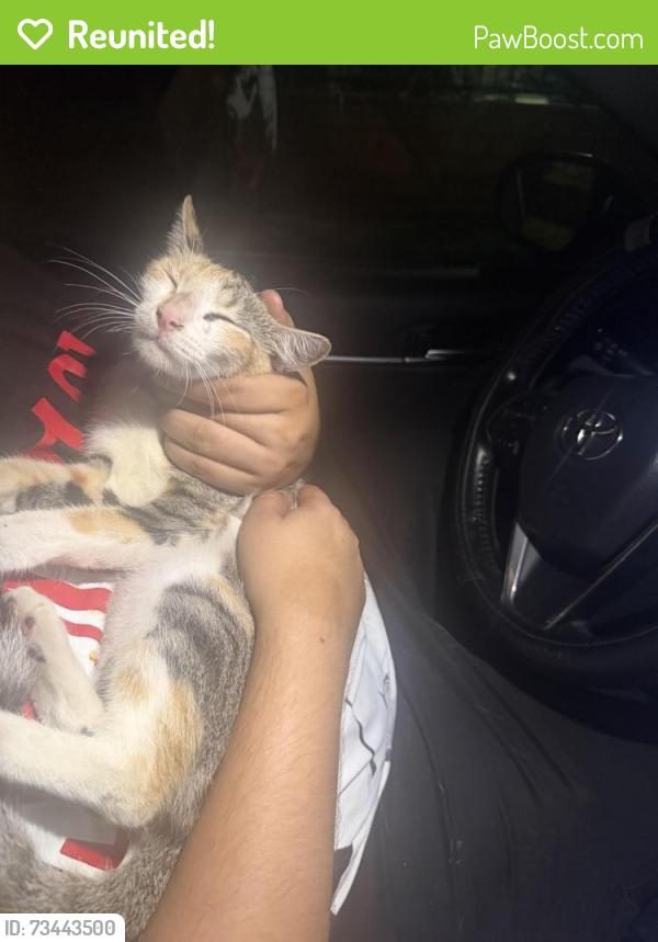 Reunited Female Cat last seen E 63rd and Obispo, Long Beach, CA 90805