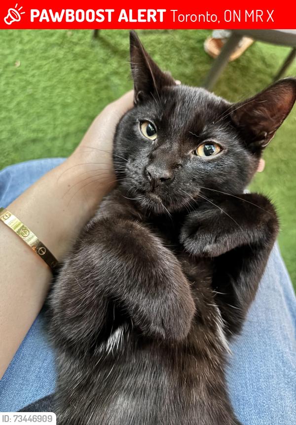 Lost Male Cat last seen Roncesvalles ave, Toronto, ON M6R 1X1