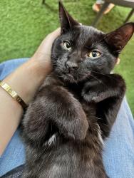 Lost Male Cat last seen Roncesvalles ave, Toronto, ON M6R 1X1