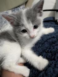 Shelter Stray Female Cat last seen CHARLOTTE, 8315 Byrum Dr, Charlotte, NC 28217, USA