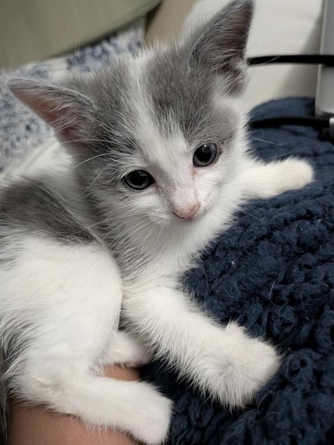 Shelter Stray Female Cat last seen CHARLOTTE, 8315 Byrum Dr, Charlotte, NC 28217, USA