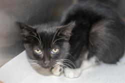 Shelter Stray Female Cat last seen CHARLOTTE, 8315 Byrum Dr, Charlotte, NC 28217, USA