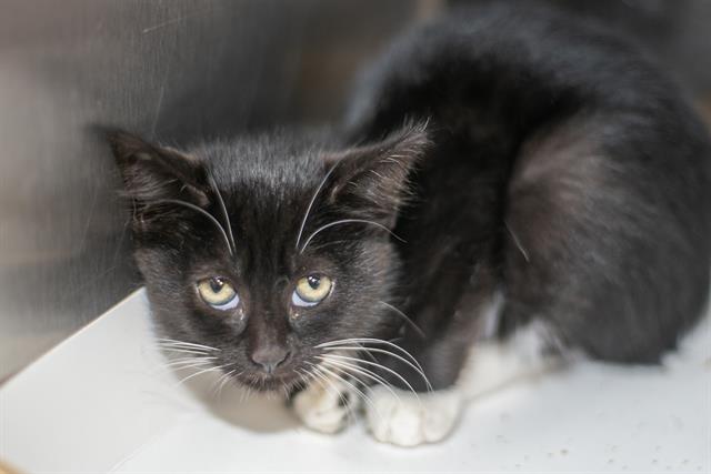 Shelter Stray Female Cat last seen CHARLOTTE, 8315 Byrum Dr, Charlotte, NC 28217, USA