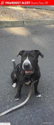Reunited Male Dog last seen Near whereHwy 1 meets I-10, Santa Monica, CA 90401