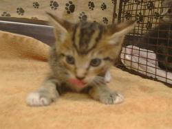 Shelter Stray Male Cat last seen W NATIONAL DR/SIERRA PT DR, 95834, 3839 Bradshaw Rd, Sacramento, CA 95827, USA