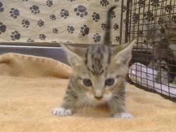 Shelter Stray Male Cat last seen W NATIONAL DR/SIERRA PT DR, 95834, 3839 Bradshaw Rd, Sacramento, CA 95827, USA