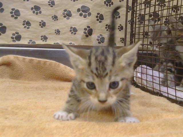 Shelter Stray Male Cat last seen W NATIONAL DR/SIERRA PT DR, 95834, 3839 Bradshaw Rd, Sacramento, CA 95827, USA