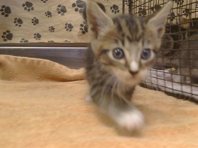 Shelter Stray Female Cat last seen W NATIONAL DR/SIERRA PT DR, 95834, 3839 Bradshaw Rd, Sacramento, CA 95827, USA