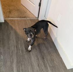 Found/Stray Female Dog last seen Not sure, Kissimmee, FL 34744