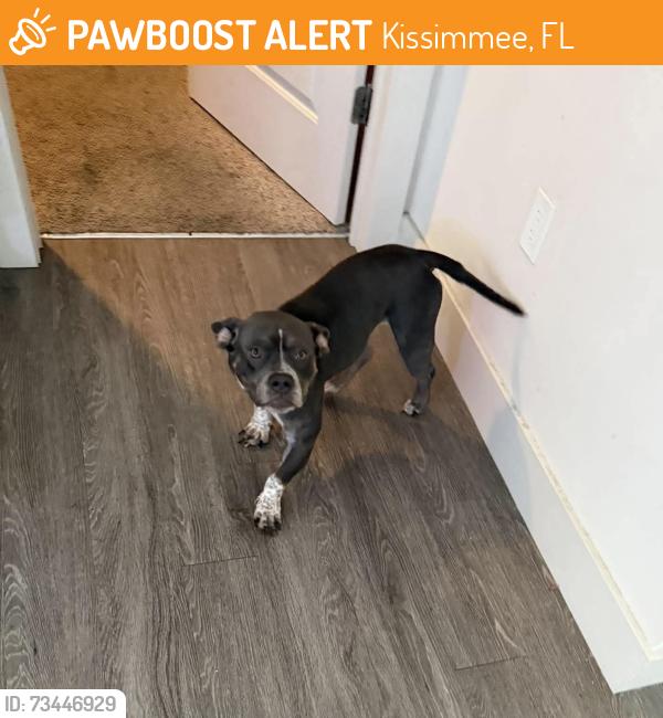 Found/Stray Female Dog last seen Not sure, Kissimmee, FL 34744