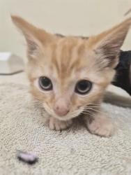 Shelter Stray Male Cat last seen Near BLOCK YOLO TERRACE, 1950 Stevenson Blvd, Fremont, CA 94538, USA
