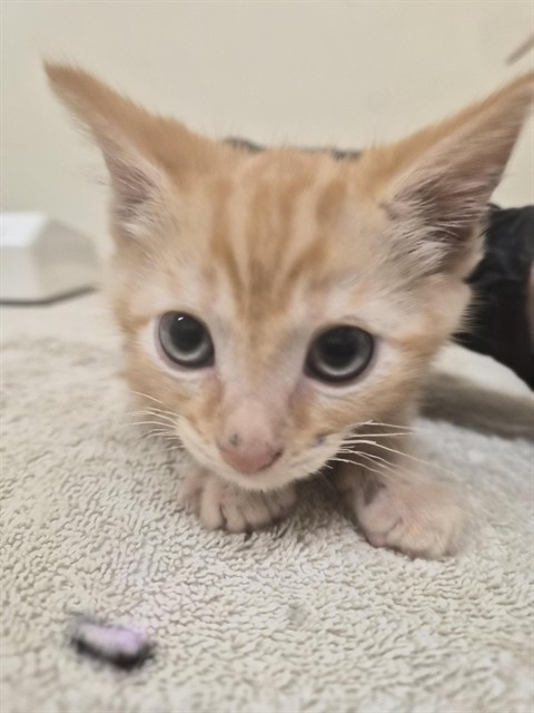 Shelter Stray Male Cat last seen Near BLOCK YOLO TERRACE, 1950 Stevenson Blvd, Fremont, CA 94538, USA