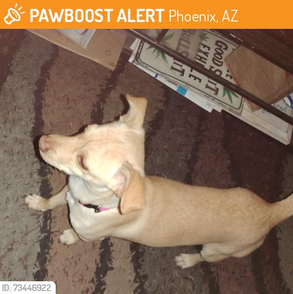 Found/Stray Male Dog last seen 15th avenue and indian school roads, Phoenix, AZ 85015