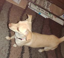 Found/Stray Male Dog last seen 15th avenue and indian school roads, Phoenix, AZ 85015