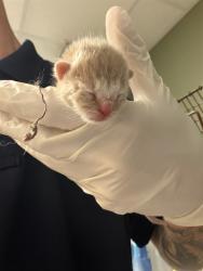 Shelter Stray Male Cat last seen Near BLOCK PROVOST, 2020 Forest St, Jacksonville, FL 32204, USA
