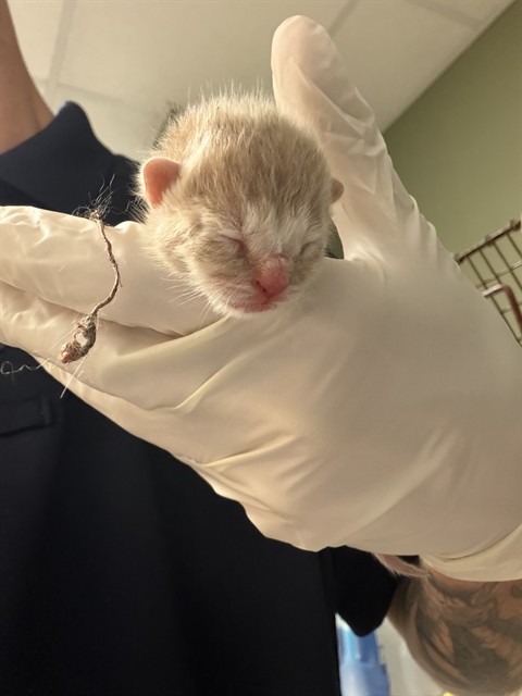 Shelter Stray Male Cat last seen Near BLOCK PROVOST, 2020 Forest St, Jacksonville, FL 32204, USA