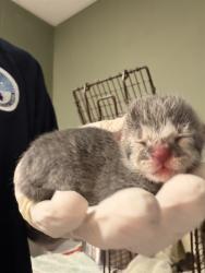 Shelter Stray Female Cat last seen Near BLOCK PROVOST, 2020 Forest St, Jacksonville, FL 32204, USA