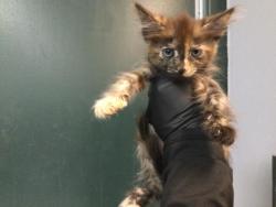 Shelter Stray Female Cat last seen Near BLOCK COTTONWOOD LN, INDIO CA 92201, 72050 Pet Land Pl, Thousand Palms, CA 92276, USA