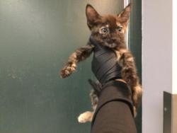 Shelter Stray Female Cat last seen Near BLOCK COTTONWOOD LN, INDIO CA 92201, 72050 Pet Land Pl, Thousand Palms, CA 92276, USA