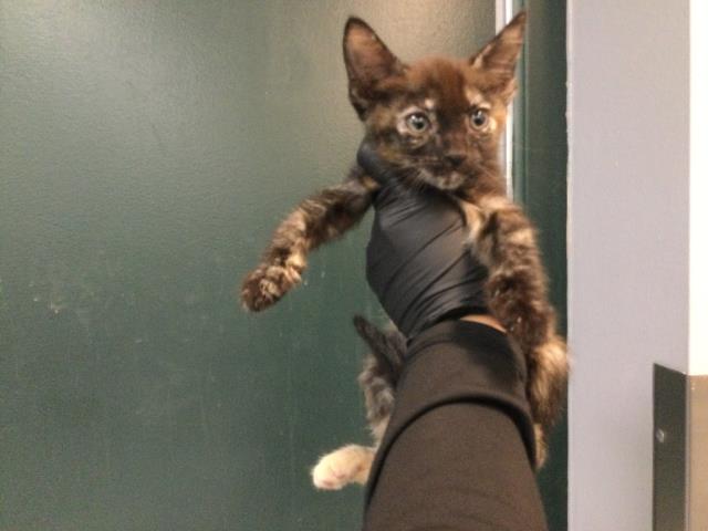 Shelter Stray Female Cat last seen Near BLOCK COTTONWOOD LN, INDIO CA 92201, 72050 Pet Land Pl, Thousand Palms, CA 92276, USA
