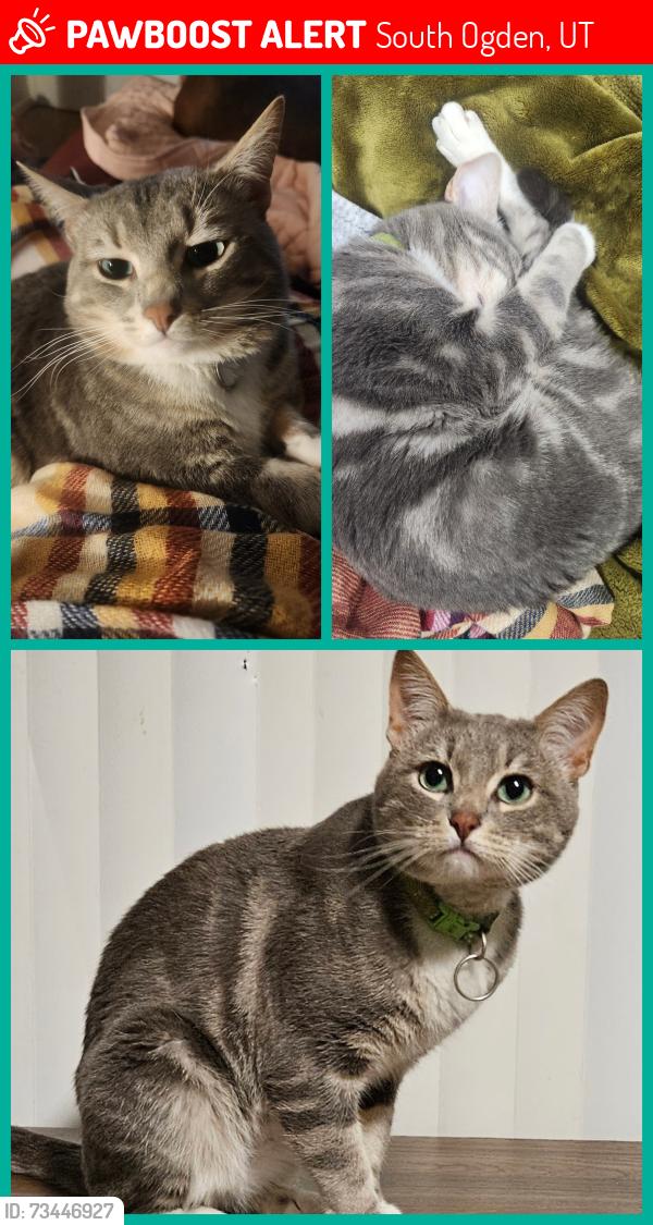 Lost Male Cat last seen Near W 4600 S, South Ogden, UT 84405
