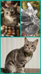 Lost Male Cat last seen Near W 4600 S, South Ogden, UT 84405