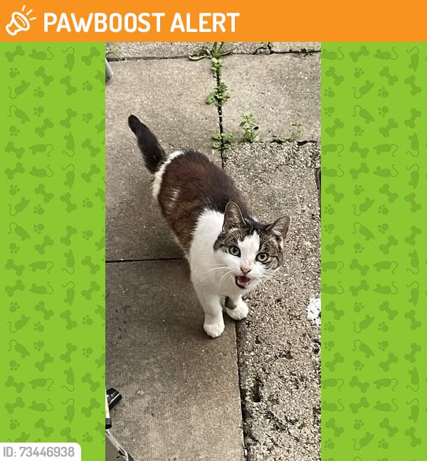 Found/Stray Unknown Cat last seen garden, Greater London, England 