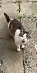 Found/Stray Unknown Cat last seen garden, Greater London, England 
