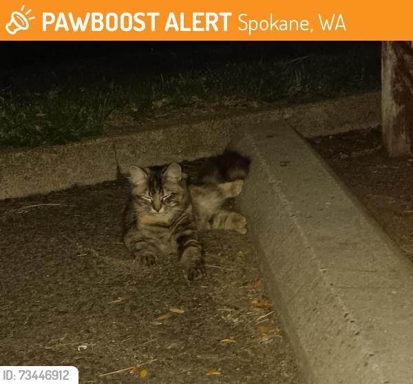 Found/Stray Female Cat last seen Lacrosse and normandie at Clark Park by garbage can, Spokane, WA 99205