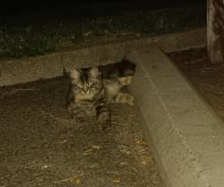 Found/Stray Female Cat last seen Lacrosse and normandie at Clark Park by garbage can, Spokane, WA 99205