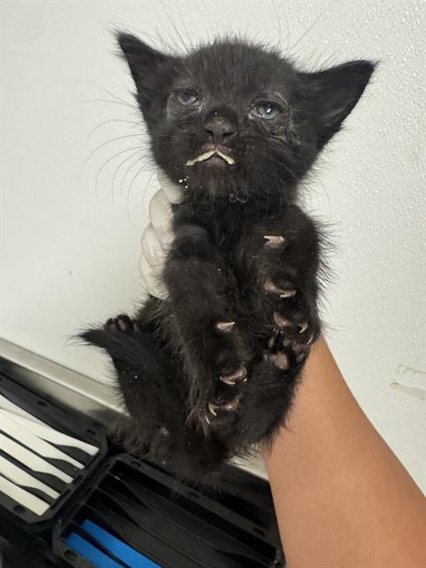 Shelter Stray Female Cat last seen Near BLOCK GAGE ST, BAKERSFIELD CA 93305, 3951 Fruitvale Ave, Bakersfield, CA 93308, USA