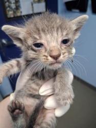 Shelter Stray Female Cat last seen Near BLOCK GAGE ST, BAKERSFIELD CA 93305, 3951 Fruitvale Ave, Bakersfield, CA 93308, USA
