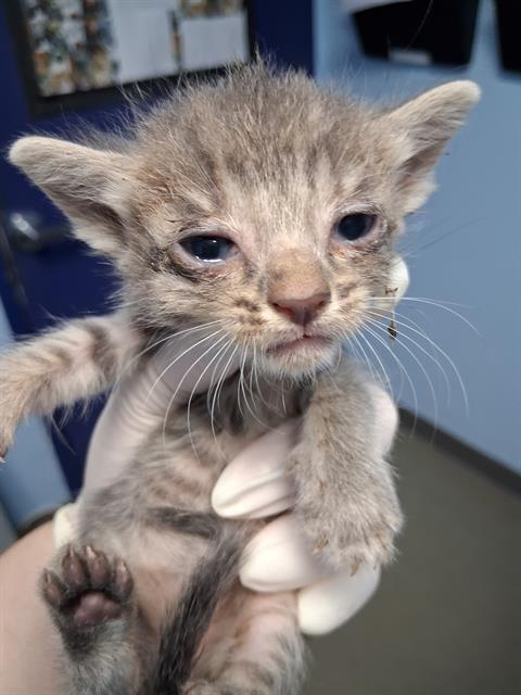 Shelter Stray Female Cat last seen Near BLOCK GAGE ST, BAKERSFIELD CA 93305, 3951 Fruitvale Ave, Bakersfield, CA 93308, USA