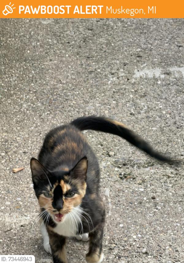 Found/Stray Unknown Cat last seen Lakeshore and Frisbie, Muskegon, MI 49441