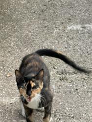Found/Stray Unknown Cat last seen Lakeshore and Frisbie, Muskegon, MI 49441