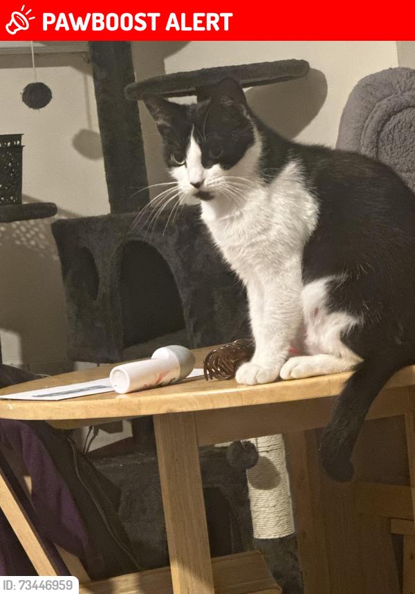 Lost Female Cat last seen Coffee shop on corner, Gloucestershire, England GL1 1HY