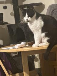 Lost Female Cat last seen Coffee shop on corner, Gloucestershire, England GL1 1HY