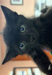 Shelter Stray Unknown Cat last seen Near BLOCK TWO NOTCH RD, 127 Humane Ln, Columbia, SC 29201, USA