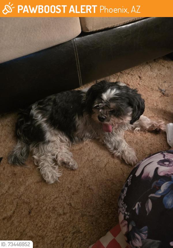 Found/Stray Female Dog last seen 67th ave and Campbell, Phoenix, AZ 85033