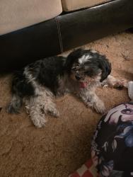 Found/Stray Female Dog last seen 67th ave and Campbell, Phoenix, AZ 85033