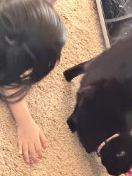 Lost Female Cat last seen Turpin, Anchorage, AK 99504