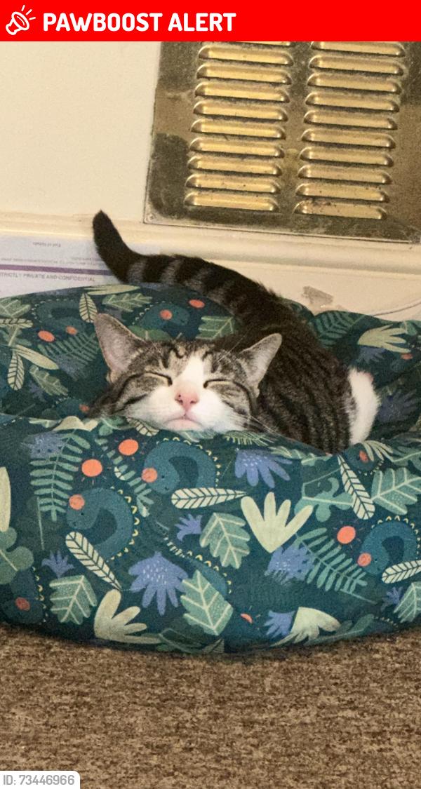 Lost Male Cat last seen Coffee shop on corner, Gloucestershire, England GL1 1HY