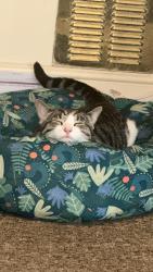 Lost Male Cat last seen Coffee shop on corner, Gloucestershire, England GL1 1HY