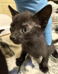 Shelter Stray Female Cat last seen JIMMY POPE ST & HAYES AVE, 2127 Front St, Sacramento, CA 95818, USA