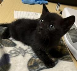 Shelter Stray Female Cat last seen JIMMY POPE ST & HAYES AVE, 2127 Front St, Sacramento, CA 95818, USA